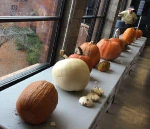 variety of pumpkins on tables