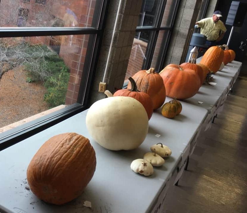 variety of pumpkins on tables